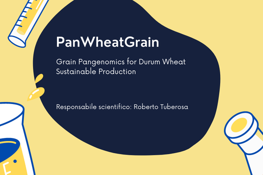 PanWheatGrain