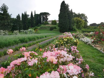 Le rose del roseto "Raffaele Bazzocchi" del DISTAL