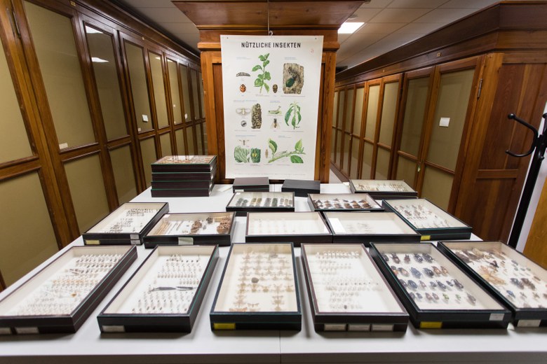 Scopri la collezione entomologica!