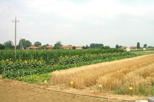 Il bollettino agrofenologico