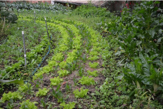 Aperte fino all'8 gennaio le iscrizioni al Master in Produzioni biologiche e Agroecologia diretto da Giovanni Dinelli