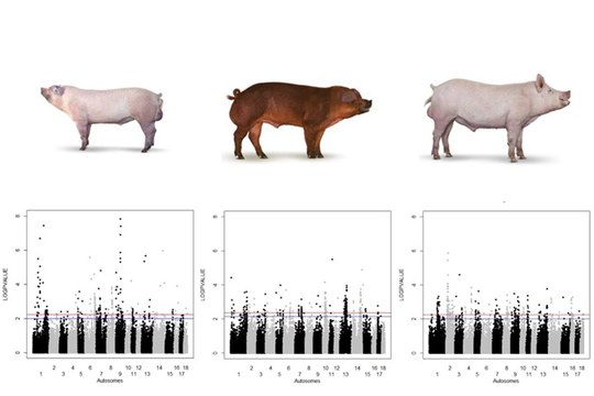 Articolo del mese della rivista Animal