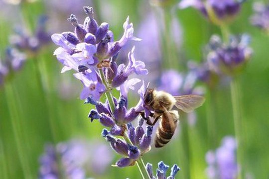 Declino delle api e uso dei pesticidi: per una migliore valutazione del rischio ambientale