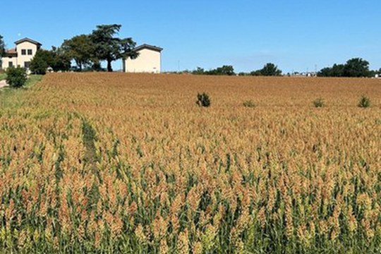 L’Alma Mater ospita il LIFE PLATFORM MEETING,  l’evento europeo per il futuro dell’agroalimentare
