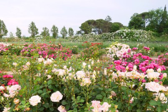 Le nuove rose che sbocciano all’Alma Mater: belle, profumate, sostenibili