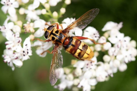 LIFE PolliNetwork, al via il progetto che coinvolge, oltre al DISTAL, 258 stakeholder