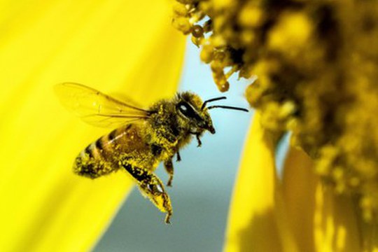 Non solo insetticidi: le altre sostanze che minacciano le api