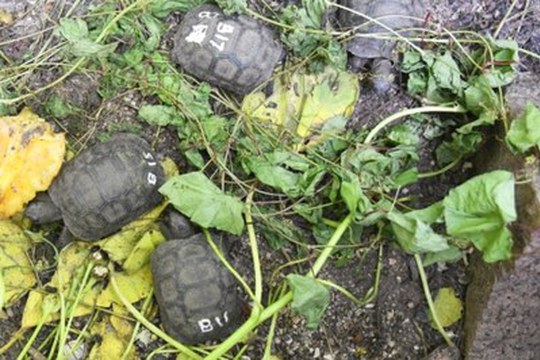 Sono nati 17 piccoli di tartaruga gigante alle Seychelles: l’Alma Mater in campo per il loro monitoraggio