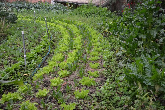 Sono ufficialmente aperte, fino al 13 dicembre 2024, le iscrizioni per la nuova edizione del Master in Produzioni biologiche e Agroecologia