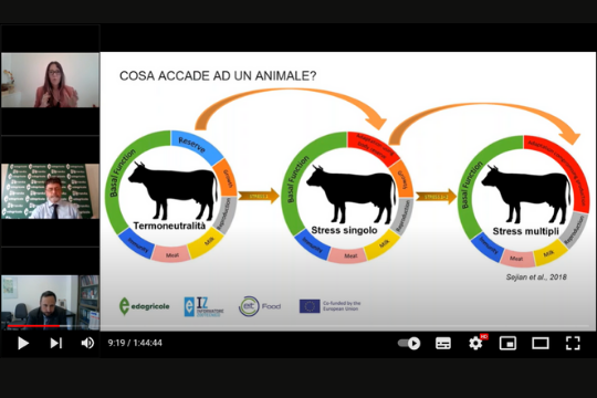 Stress da caldo delle bovine, il video e le relazioni del webinar