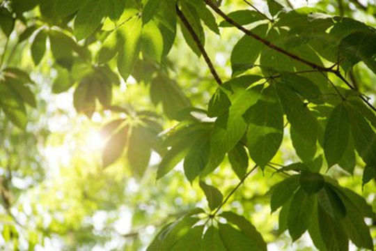 Sulle foglie degli alberi ci sono microrganismi che favoriscono il processo di nitrificazione