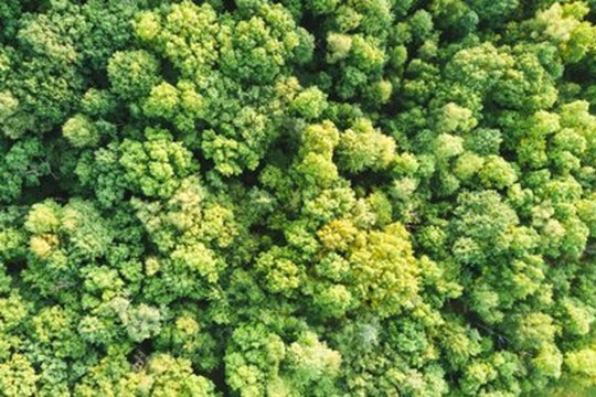 Un satellite per monitorare lo stato di salute delle foreste italiane