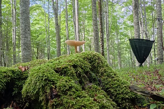 Un sito sperimentale unico a livello europeo aiuta a comprendere come le foreste rispondono ad un aumento della deposizione atmosferica di azoto Un sito sperimentale unico a livello europeo aiuta a comprendere come le foreste rispondono ad un aumento della deposizione atmosferica di azoto