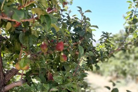 Una nuova idea di frutteto per combattere il cambiamento climatico, con il progetto DREAM