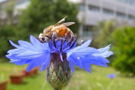 Wildflowers: all’Alma Mater fiorisce una perla di biodiversità Wildflowers: all’Alma Mater fiorisce una perla di biodiversità